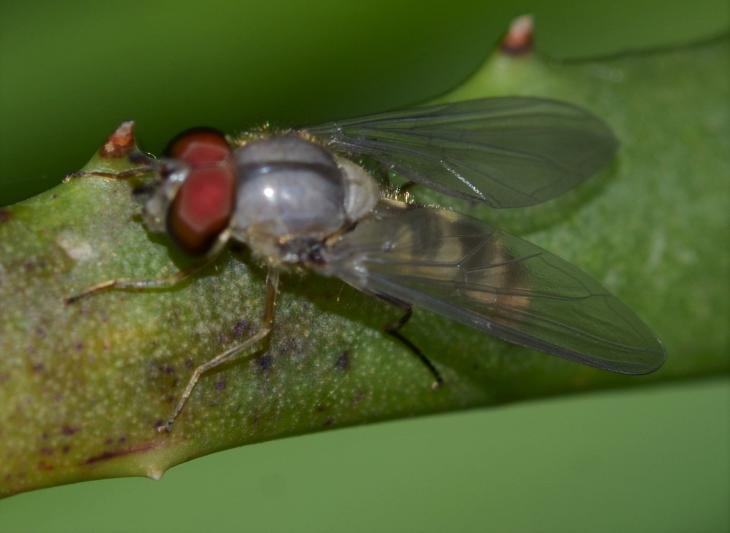 dittero albino